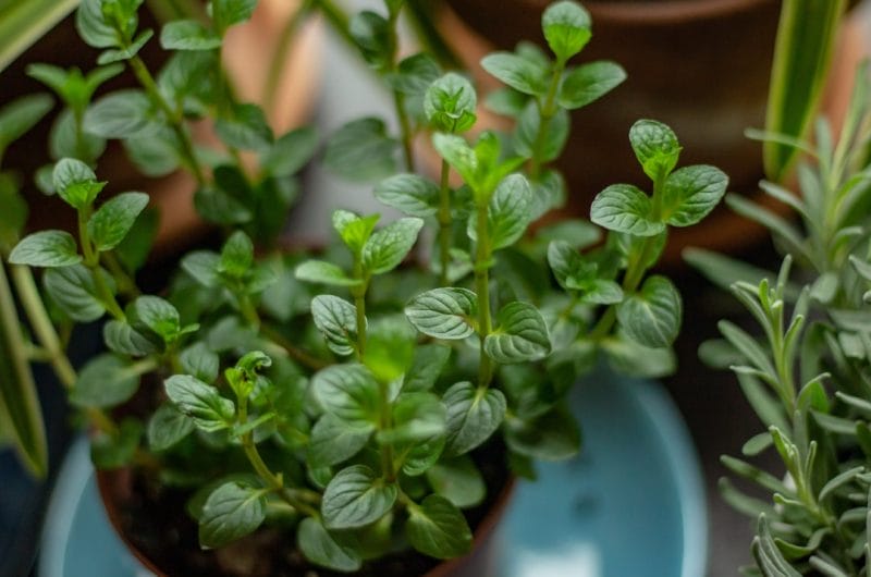 Photo Herb garden